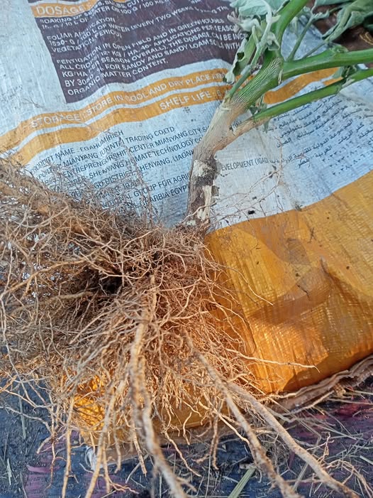 ما سبب موت النبات مع العلم الجذور سليمه